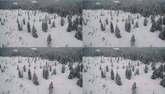 冬天森林雪景航拍高清在线视频素材下载
