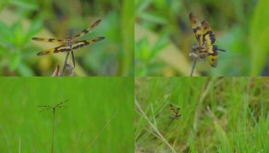 蜻蜓 昆虫 虎纹 虎斑 翅膀高清在线视频素材下载