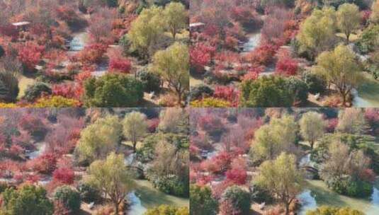 航拍生态公园秋季景色高清在线视频素材下载