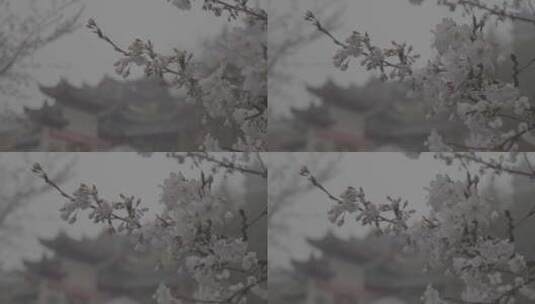 鸡鸣寺樱花变焦高清在线视频素材下载