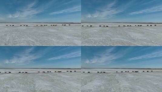 航拍呼伦贝尔冬季草原牛群-136高清在线视频素材下载