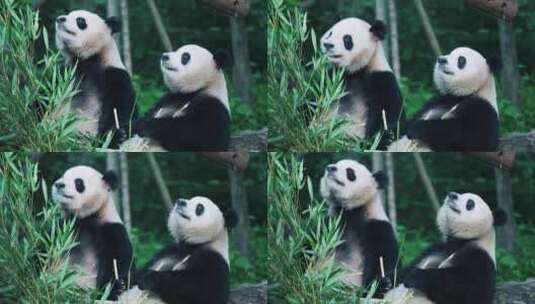 大熊猫春生和香果高清在线视频素材下载