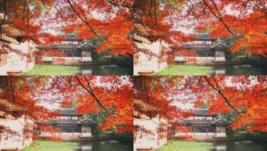 西湖秋季红枫高清在线视频素材下载