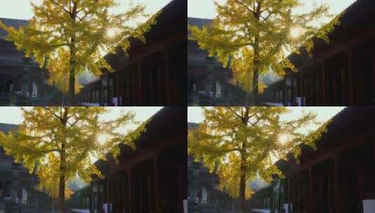 秋天阳光透过树叶金黄色的银杏叶高清在线视频素材下载