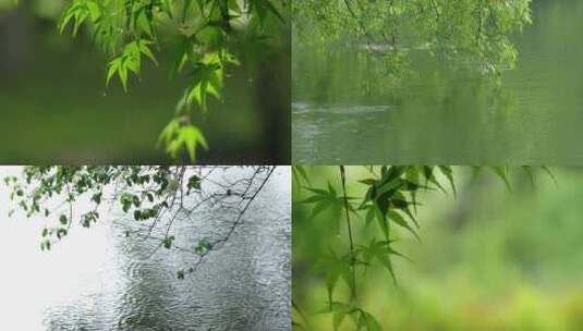 杭州西湖江南春雨树叶雨露空镜合集高清在线视频素材下载