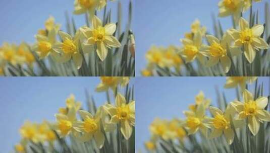 开放的黄色水仙花高清在线视频素材下载