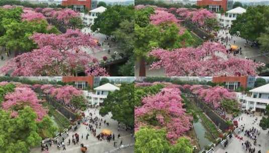 大学毕业季高清在线视频素材下载