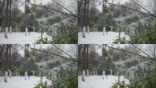 雪花飘洒竹叶上慢镜头高清在线视频素材下载