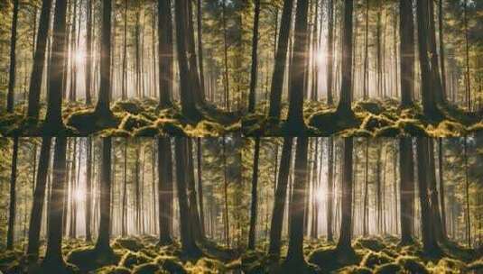 原始森林树木阳光穿过树林阳光透过树木照射高清在线视频素材下载