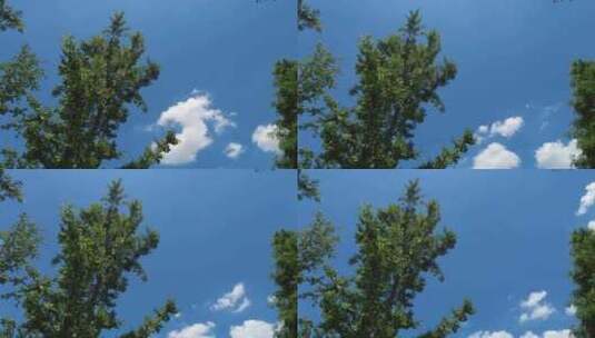 树林蓝天白云延时摄影高清在线视频素材下载