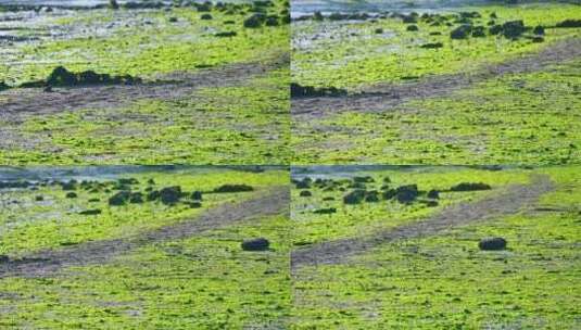 退潮后夕阳下海边滩涂上的绿色苔藓海草高清在线视频素材下载