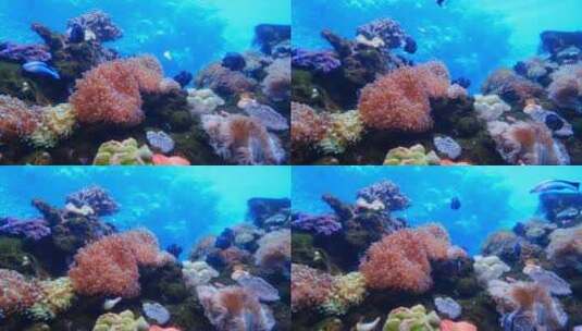水下海洋世界珊瑚还有鱼高清在线视频素材下载
