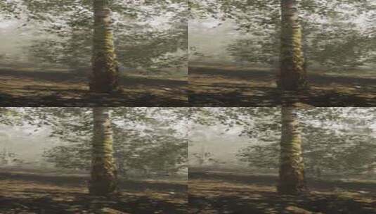 一个充满了被雾覆盖的树木的森林高清在线视频素材下载
