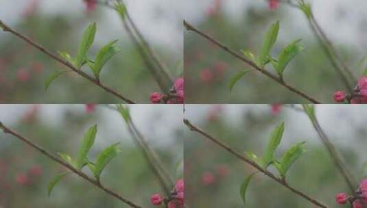 春天树发芽嫩叶高清在线视频素材下载