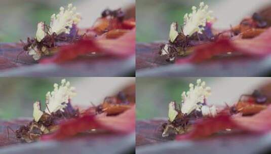 火蚁在掉落的红芙蓉花和雌蕊上觅食的延时镜高清在线视频素材下载