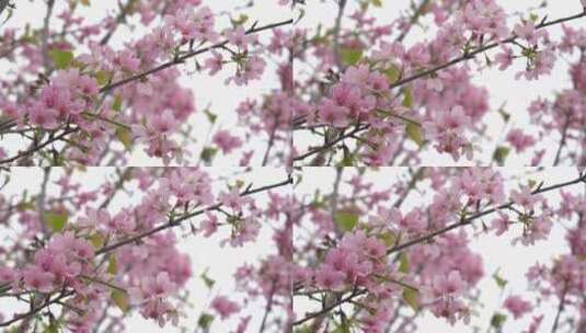 樱花花瓣花朵开放盛开高清在线视频素材下载