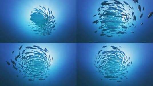 深海一群鱼海洋生物浩瀚海洋高清在线视频素材下载