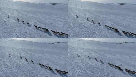 呼伦贝尔雪原牧场上的蒙古马高清在线视频素材下载