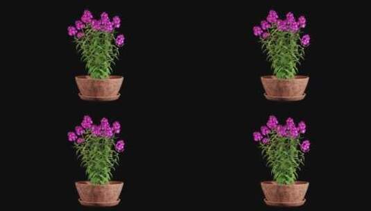 带粉色花朵的动画开花树高清在线视频素材下载