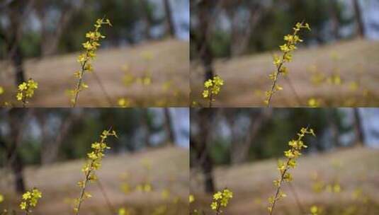 春天盛开的黄色迎春花花朵特写高清在线视频素材下载
