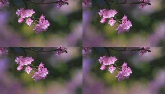 盛开的海棠花高清在线视频素材下载