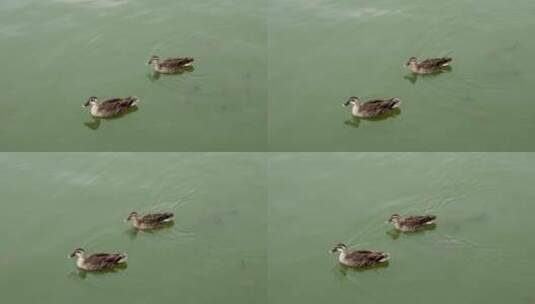 海珠湖游水的斑头鸭高清在线视频素材下载