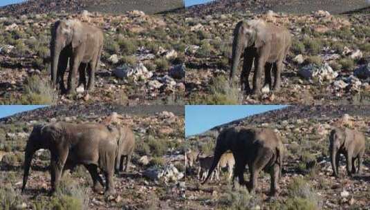 吃草的大象和 羚羊高清在线视频素材下载