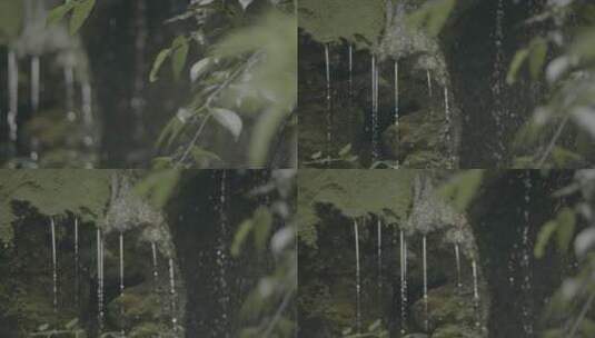 4k雨水珠落树叶植物高清在线视频素材下载