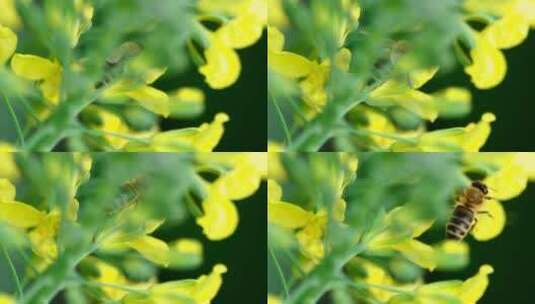 3658_蜜蜂在黄花上劳作高清在线视频素材下载