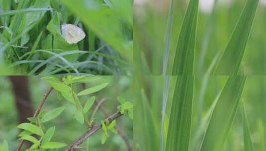 4K绿色清新春天植物嫩芽生机盎然春色实拍高清在线视频素材下载