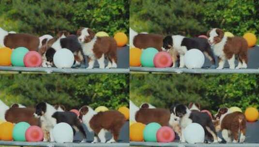 小狗在放满气球的蹦床上玩耍高清在线视频素材下载