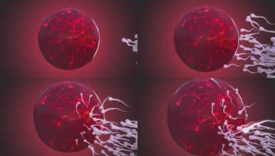 精子卵细胞结合动画展示高清在线视频素材下载