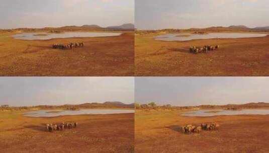 航拍非洲象穿过大草原高清在线视频素材下载