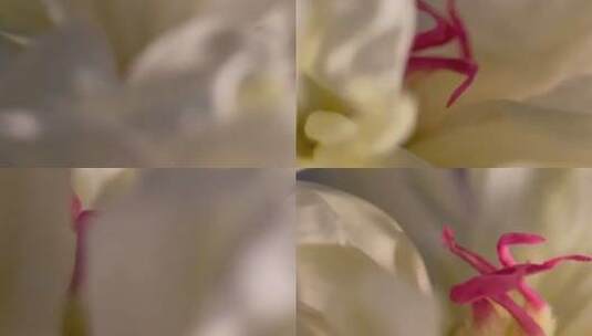 鲜花芍药洋牡丹花蕊花粉高清在线视频素材下载