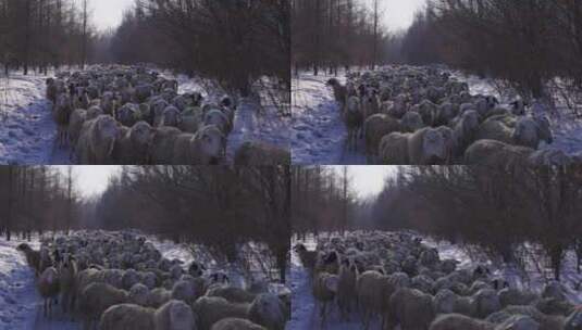 雪地中羊群走过高清在线视频素材下载