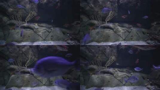 水族馆里的鱼高清在线视频素材下载