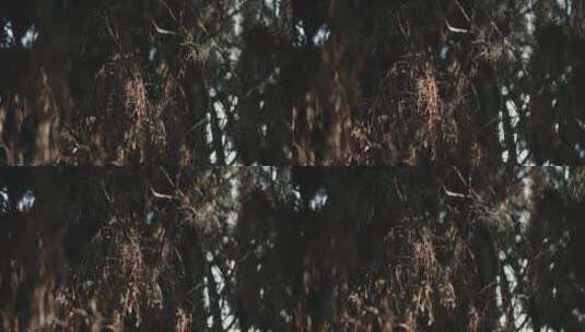 树枝的特写镜头高清在线视频素材下载