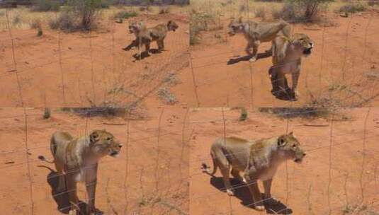 非洲野生动物园里愤怒好斗的狮子高清在线视频素材下载