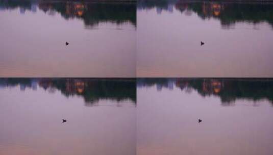 清晨湖面游荡的野鸭高清在线视频素材下载