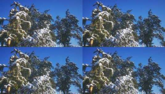 实拍大自然冬天雪景天气气候高清在线视频素材下载