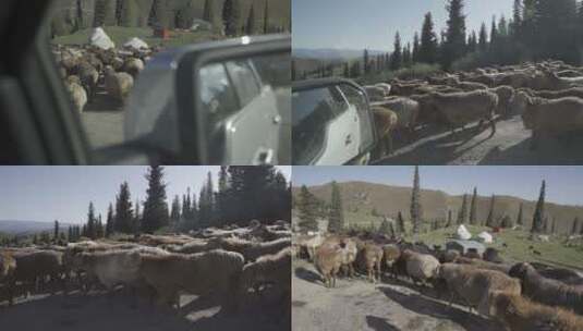公路上的一群羊高清在线视频素材下载