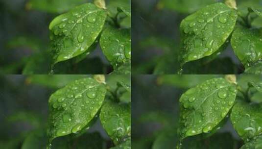 斜风细雨中腊梅树嫩叶上水珠水滴唯美视频高清在线视频素材下载