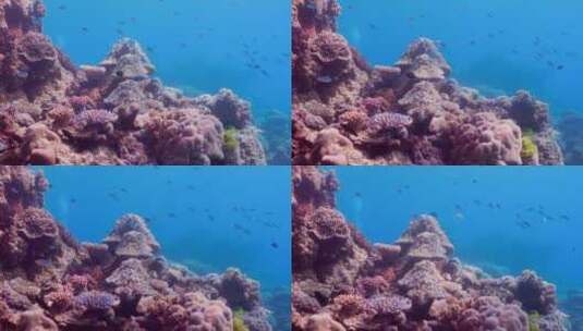 海底珊瑚礁高清在线视频素材下载