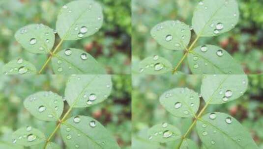 雨天叶子上的露水微距水滴4k超清高清在线视频素材下载