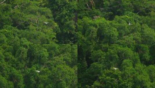 雄鹰在当地的树林里飞翔高清在线视频素材下载