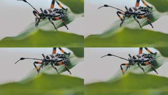 绿叶特写上的黑橙相间的半翅目昆虫高清在线视频素材下载