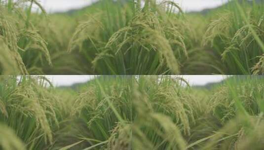 水稻、稻子、秋收高清在线视频素材下载