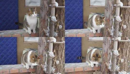 院墙上的猫家猫流浪猫高清在线视频素材下载