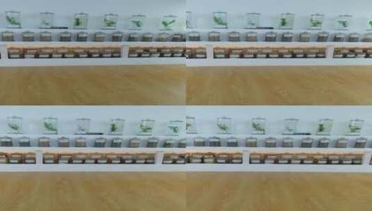 中医中药材中草药展示4K实拍视频 (9)高清在线视频素材下载