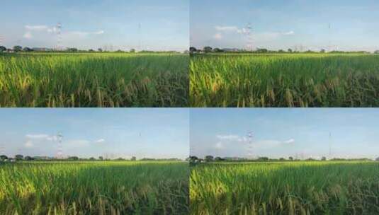 水稻丰收的季节高清在线视频素材下载